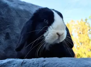 Zakrslý králíček beránek 3