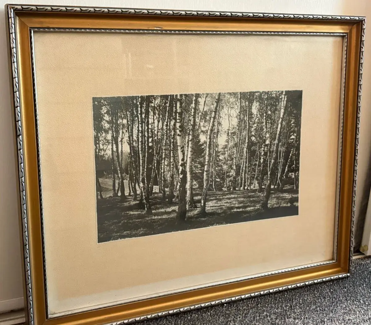 Fotografie březového háje v krásném rámu