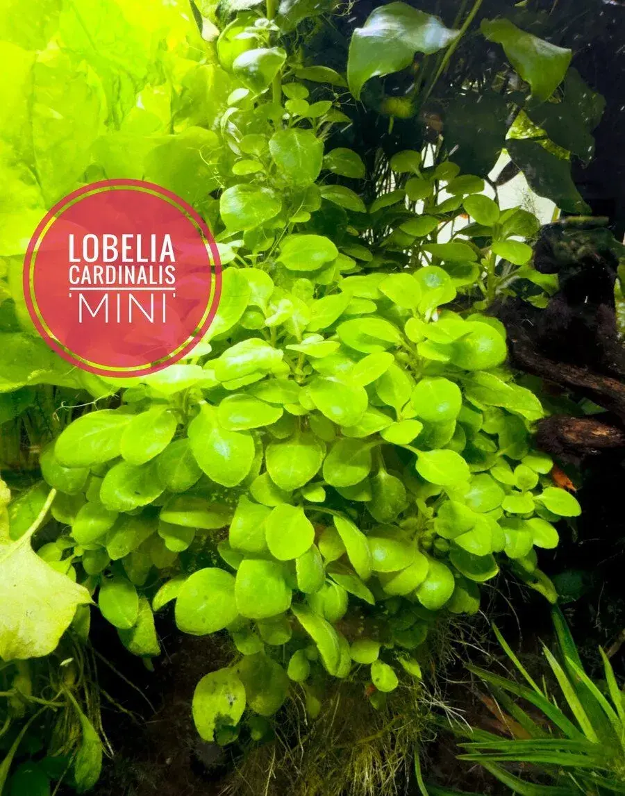 Lobelia cardinalis mini