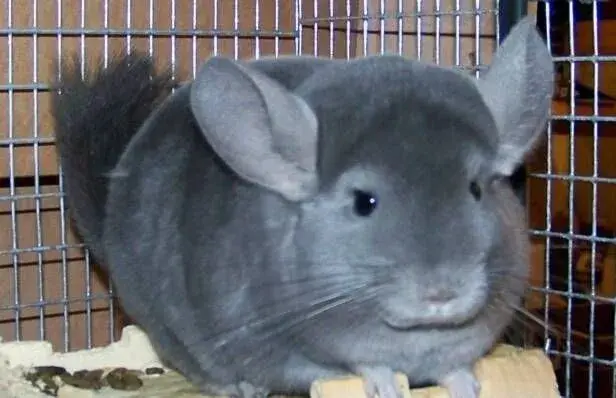 Činčila Ebony Violet