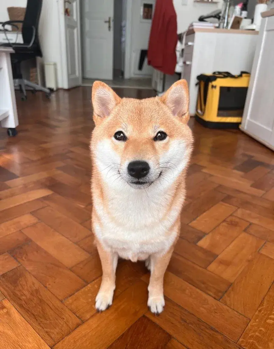 Nový domov pro Shiba Inu.