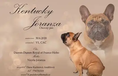 Francouzský buldoček s PP ke krytí
