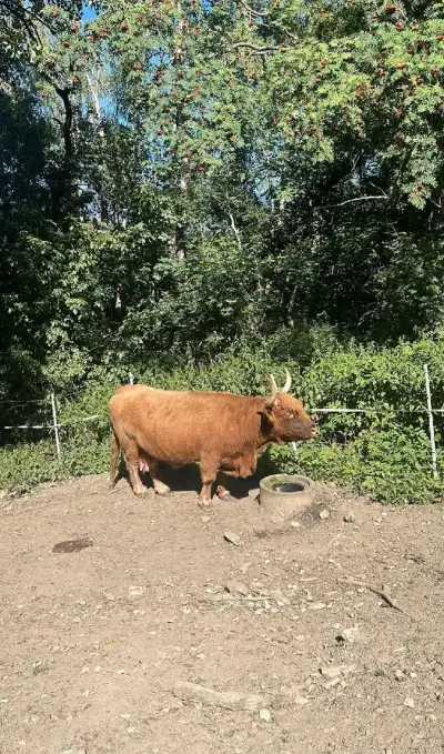Highland krávy zabrezle, možno i s krmením.