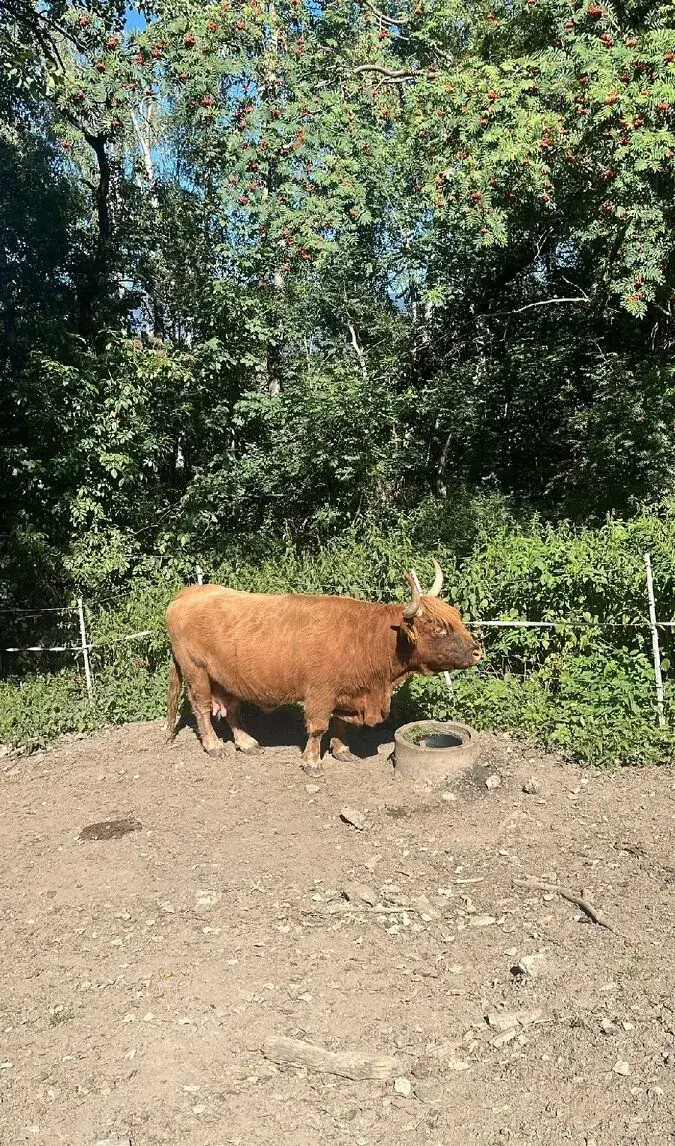 Highland krávy zabrezle, možno i s krmením.