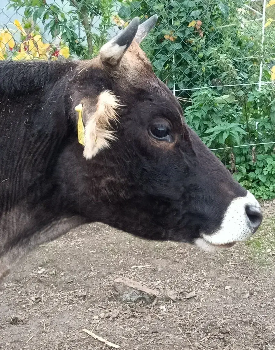 Kráva Jersey x Brown Swiss
