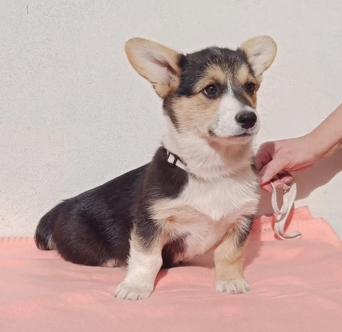 Welsh corgi pembroke s PP FCI