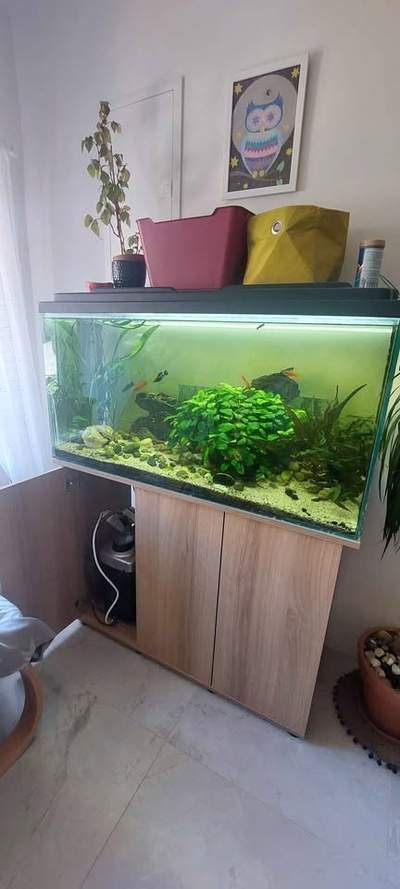 zavedené akvárium