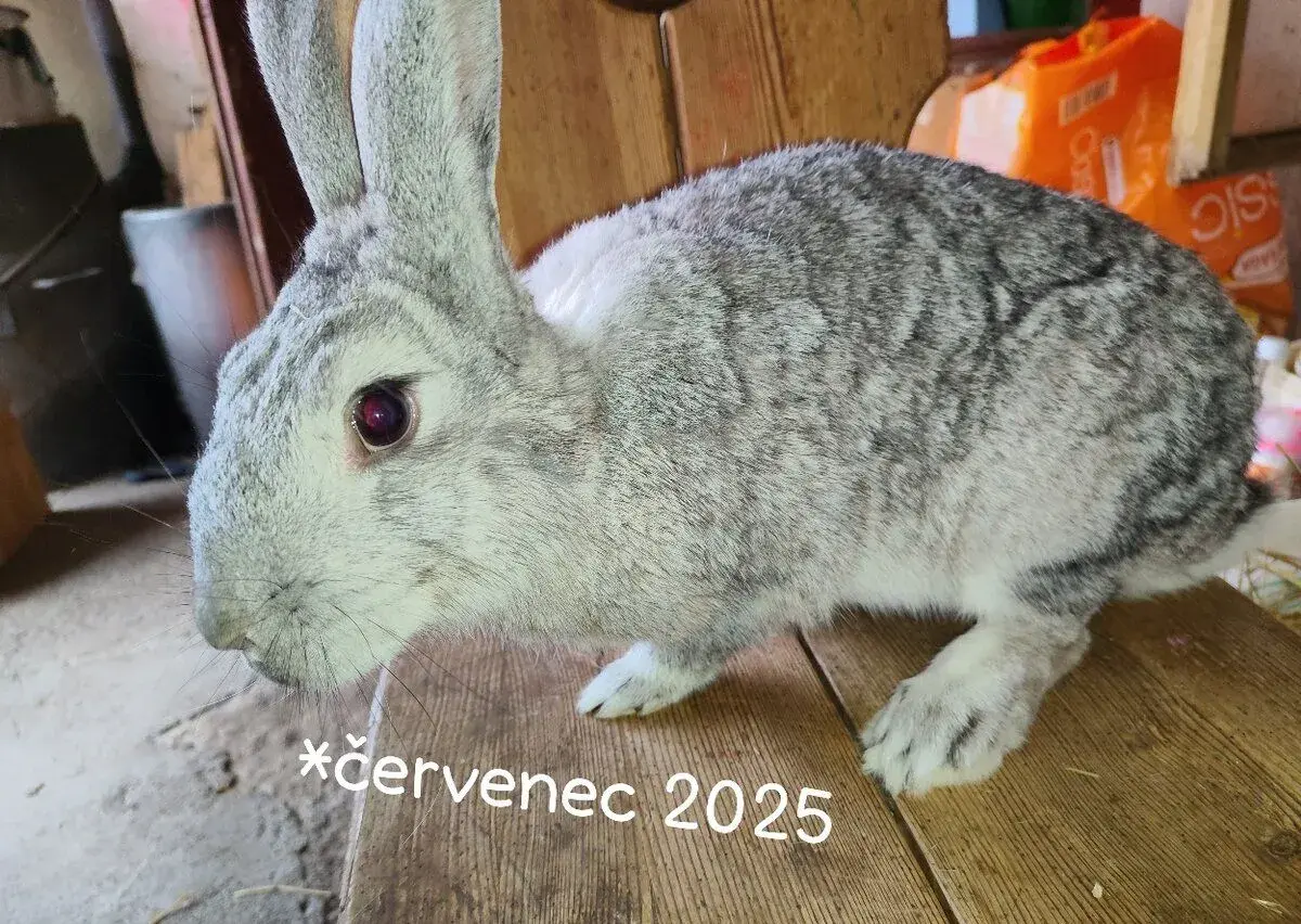 Samice plemene činčila