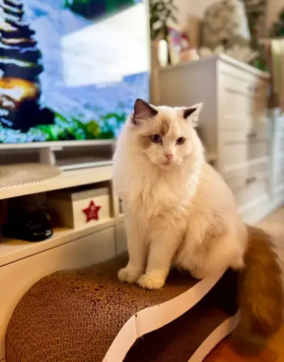 Mladý ragdoll kocourek hledá milující domov