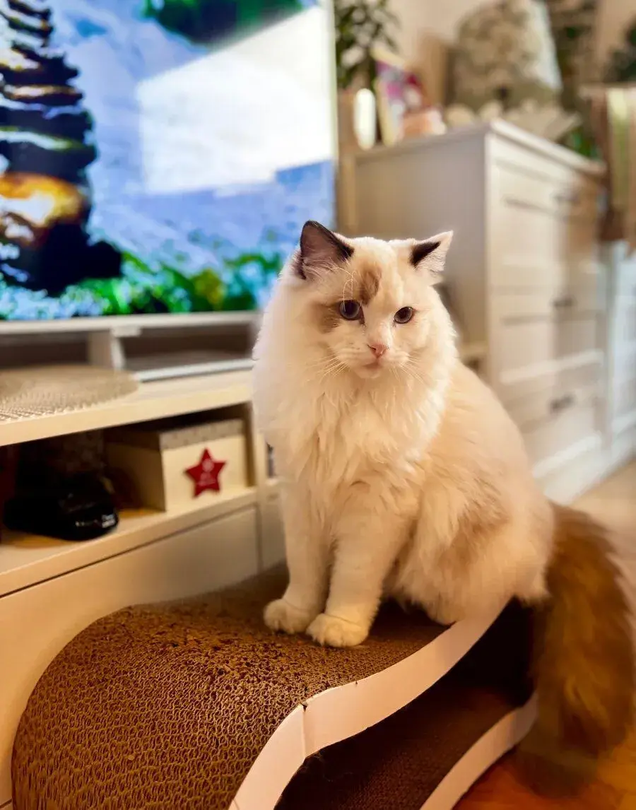 Mladý ragdoll kocourek hledá milující domov