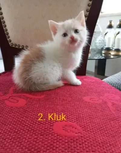 Daruji hravá a mazlivá koťátka