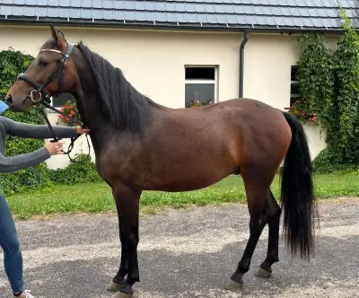 Connemara pony valach