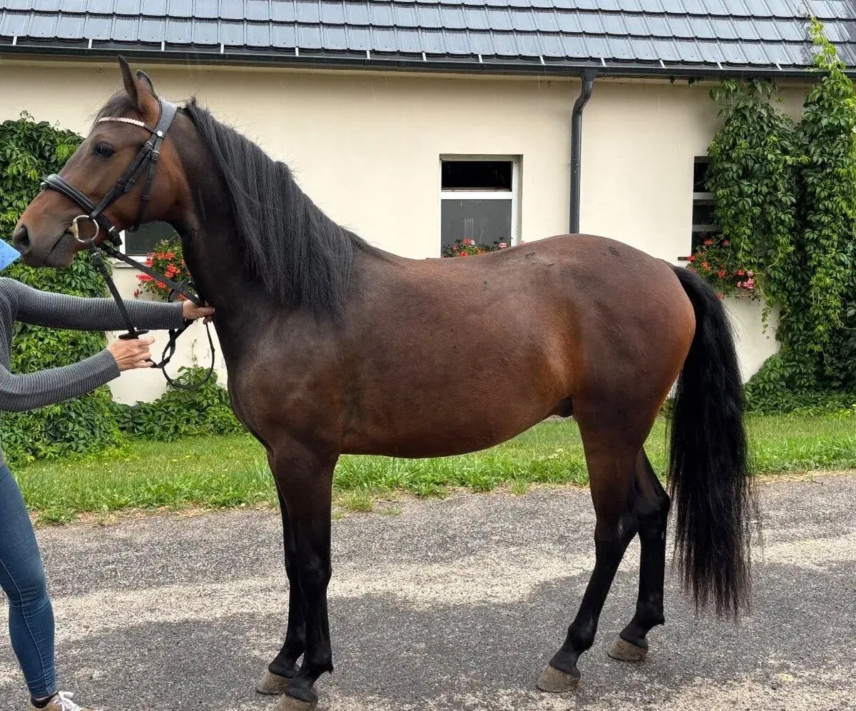 Connemara pony valach