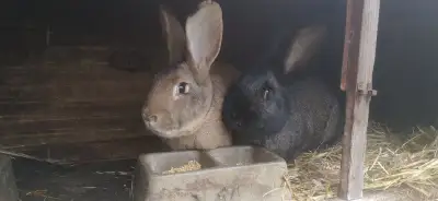 Králíci do chovu nebo výkrmu - 12 a 14 měsíců