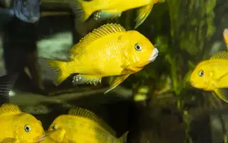 Tlamovci Tanganyika
