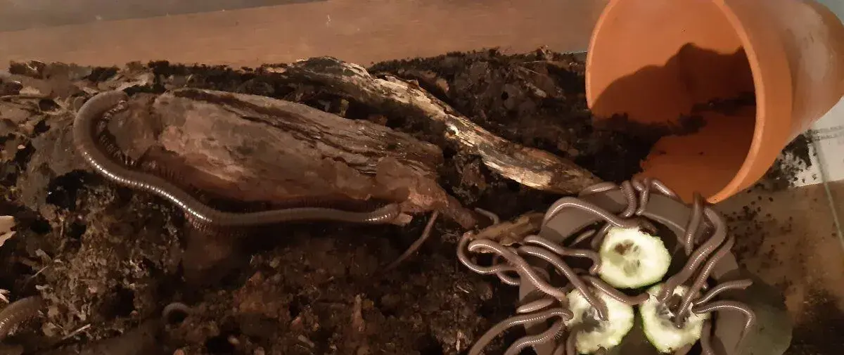 Mnohonožky Telodeinopus aoutii