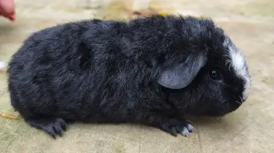 Dvě samičky teddy k předběžné rezervaci