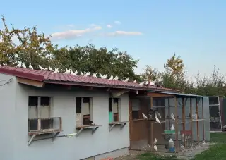 Holubi postovni