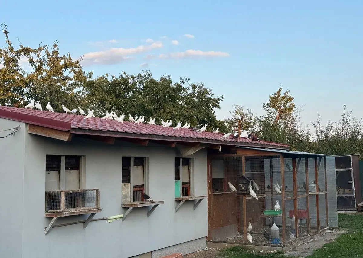 Holubi postovni