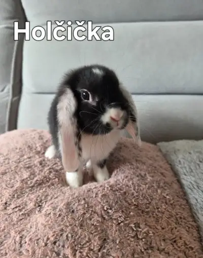 Saténový zakrslý králík BERÁNEK