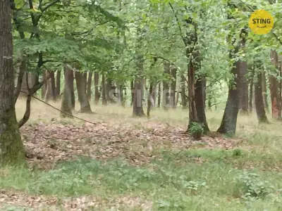 Prodej lesního pozemku, 2723 m2, Morkůvky, 136323