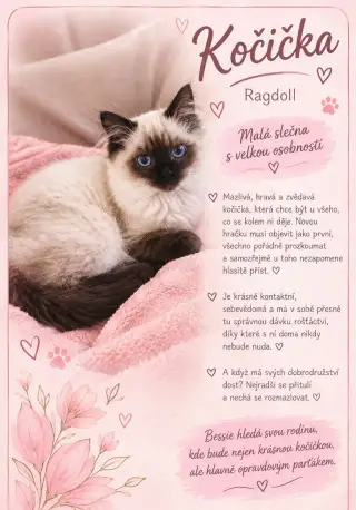 Ragdoll koťátka bez PP