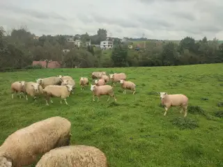 Jehničky plemene Texel