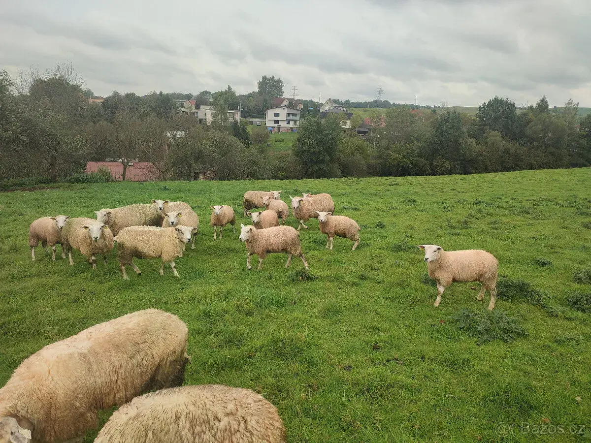 Jehničky plemene Texel