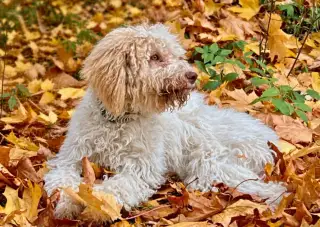Lagotto Ronagnolo