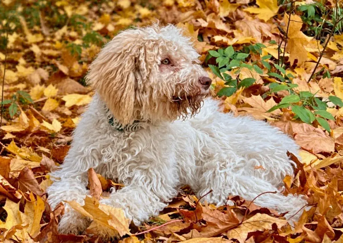 Lagotto Ronagnolo