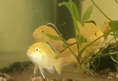 Chovnou skupinu Labidochromis sp.yellow -