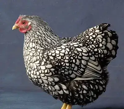 Slepičky Wyandotky zdrobnělé na vajíčka i na okrasu