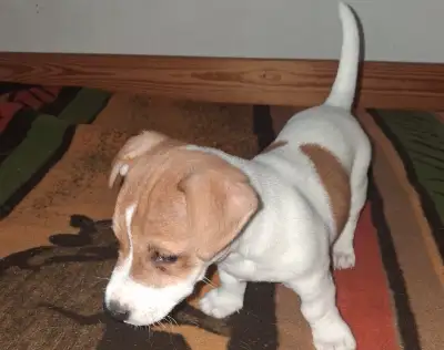Jack Russell Teriér