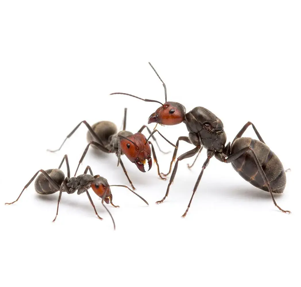 Camponotus singularis – kolonie cca 1000 mravenců