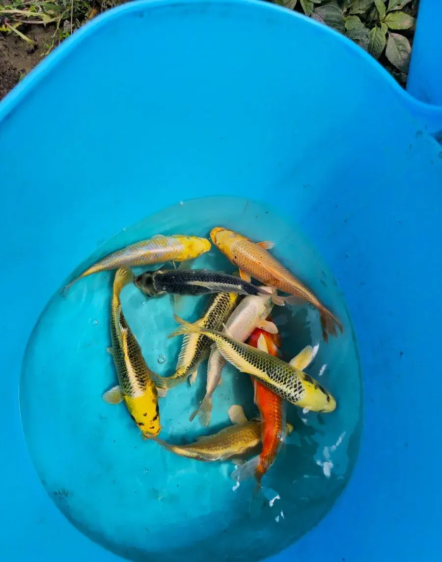 KOI KAPR 15-25CM