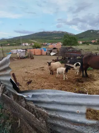 Beran