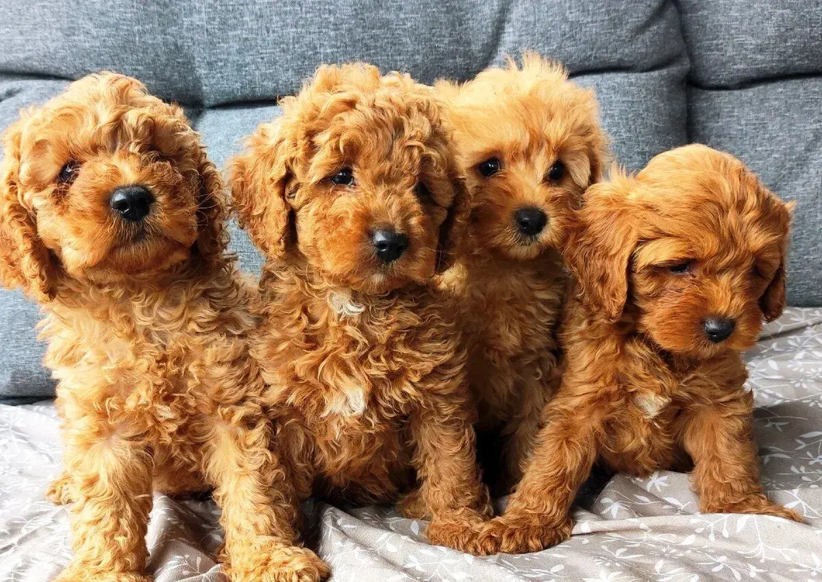 Cavapoo