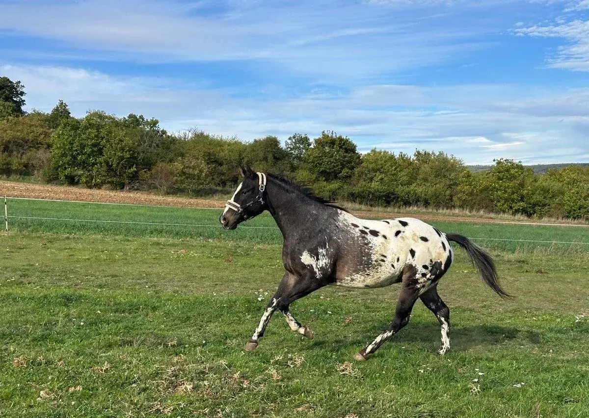 Appaloosa valach
