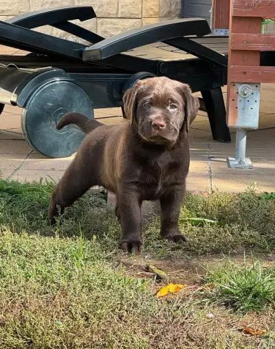 Fenečka labradorského retrievera s PP ihned k odběru