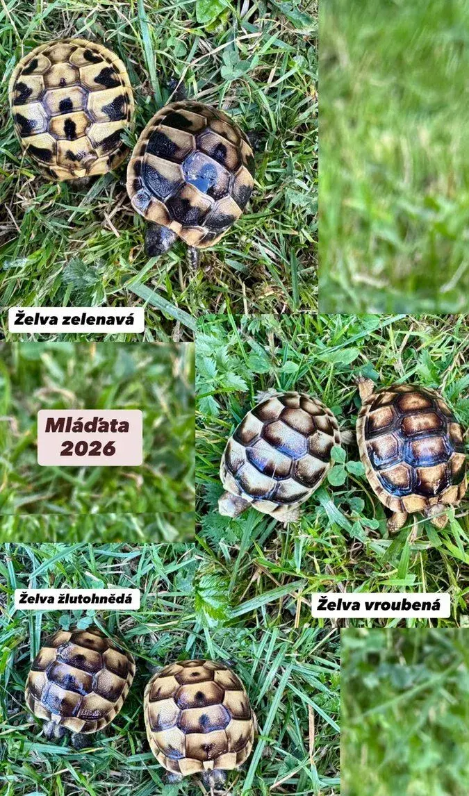 Želvy suchozemské - zelenavé, vroubené, stepní