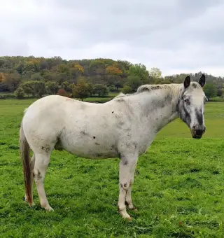 11 let Appaloosa valach