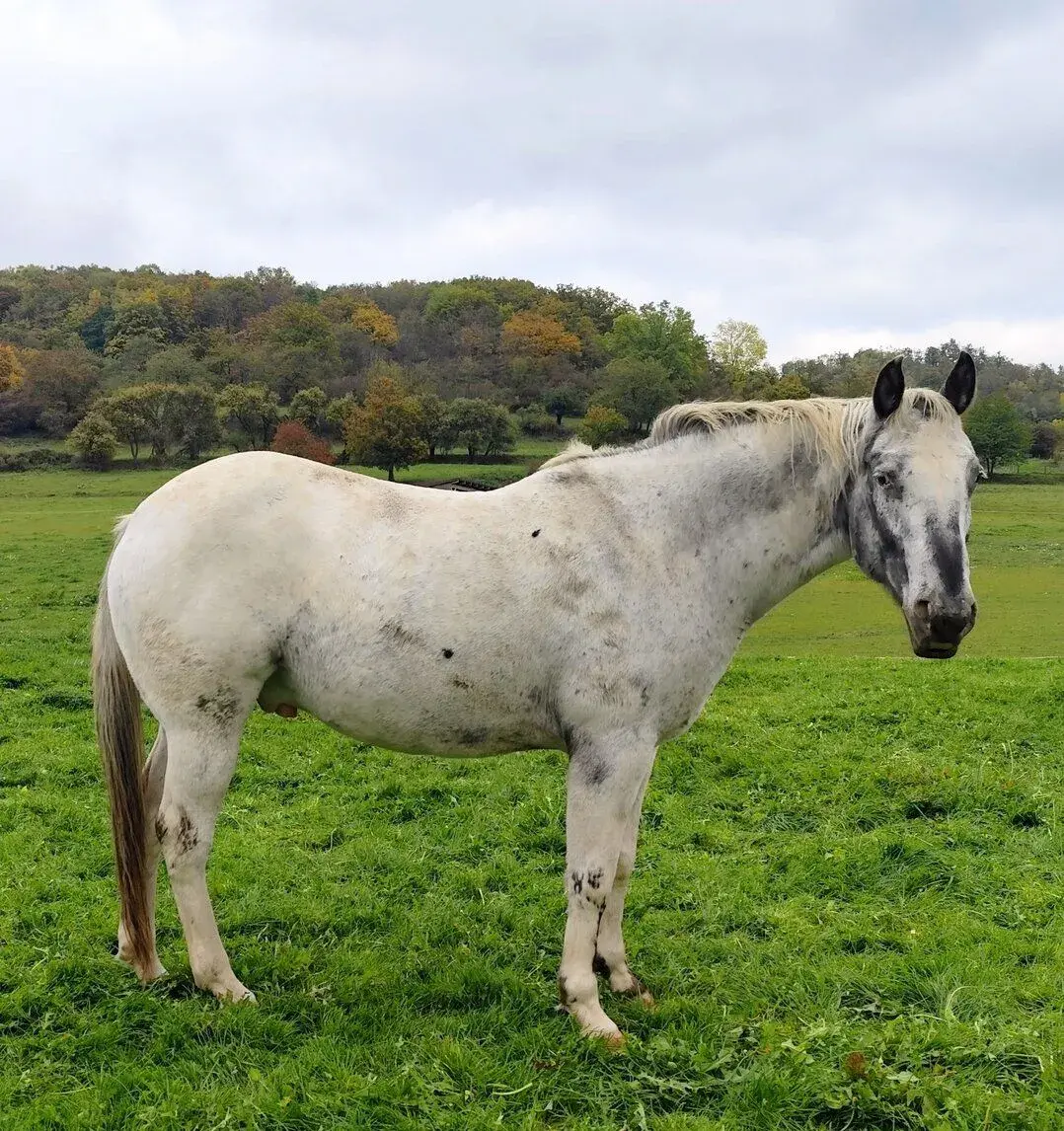 11 let Appaloosa valach
