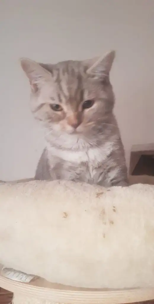 Britská koťata