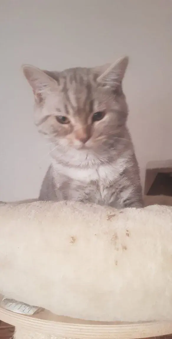 Britská koťata