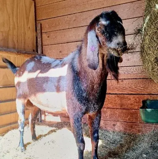 AN plemeník