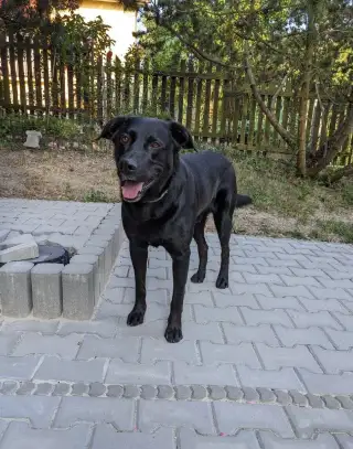 Pes na krytí