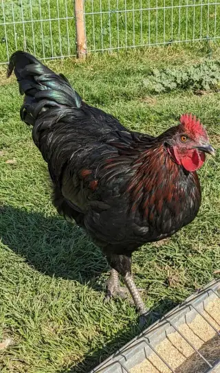 Kohouty