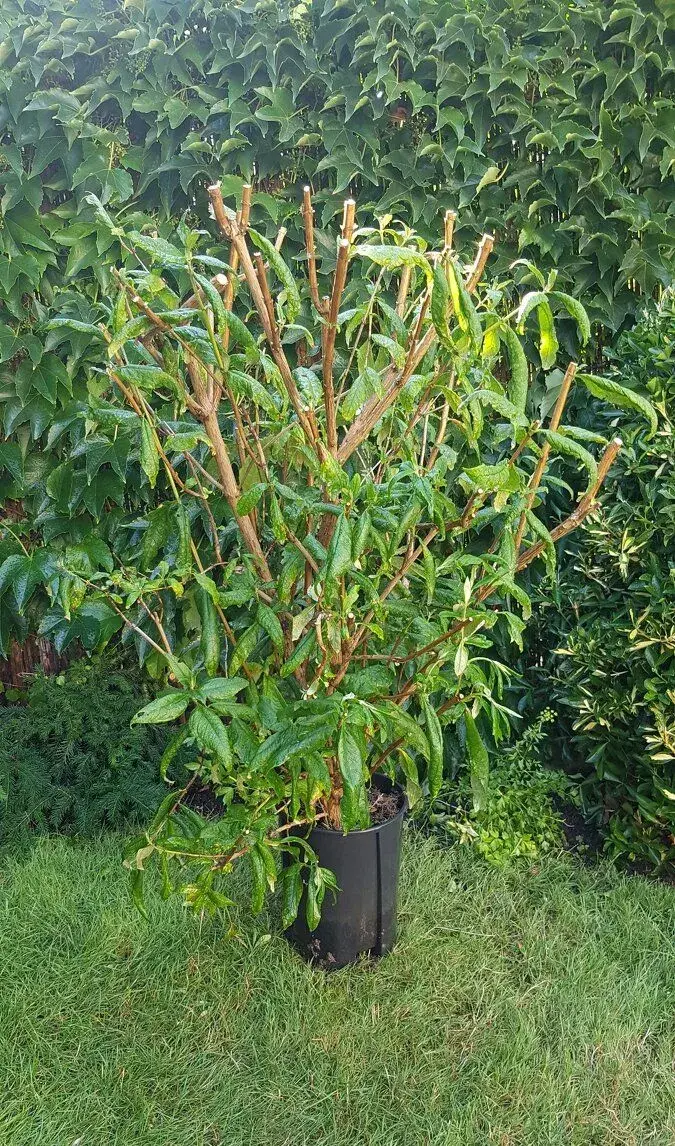 Motýlí keř, Buddleja Davidii, Komule,stromky,keře KVETE