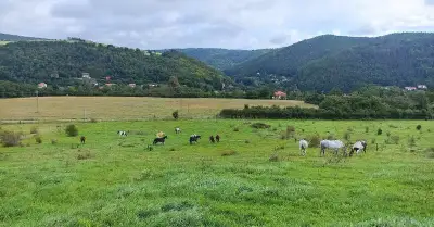Ustájení koní
