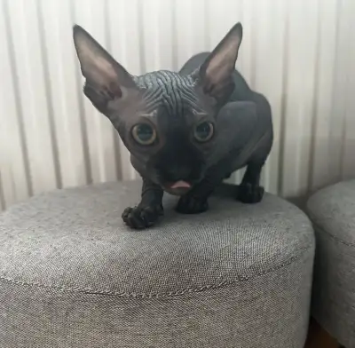 Sphynx bez pp